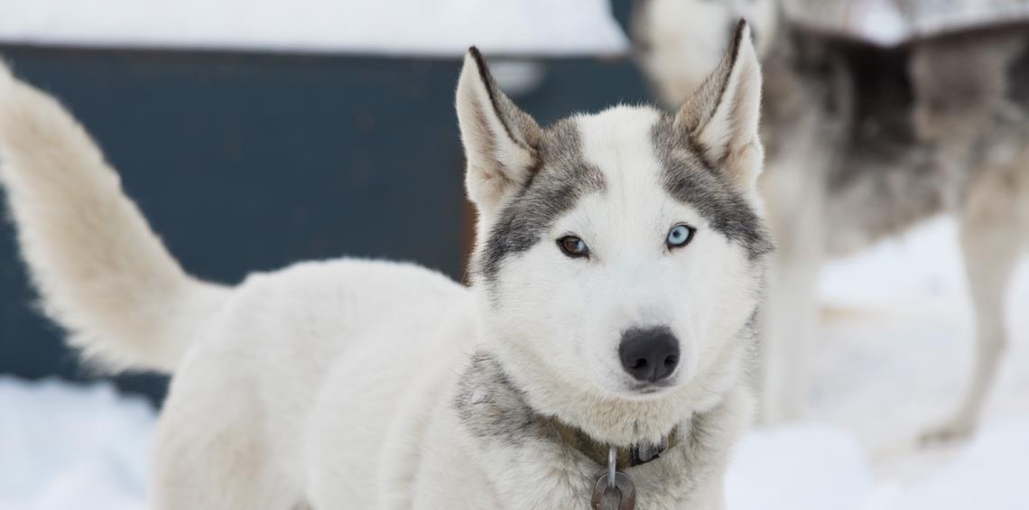 Arctic Dog Adventure Co Adventure Green Alaska